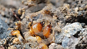 Close up macro nature termites or white ants destroyed prepare soil and defending break for nest in rain forest.