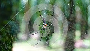 CLOSE UP MACRO One of the biggest spider species sitting in web in green jungle