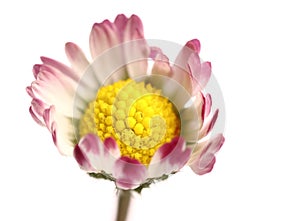 Close up macro of opening Daisy flower on white background