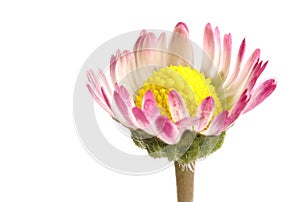 Close up macro of opening Daisy flower on white background