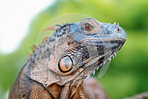 Close up-macro orange iguana reptile animal low angle shoot