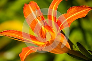 Close up macro of a orange lily