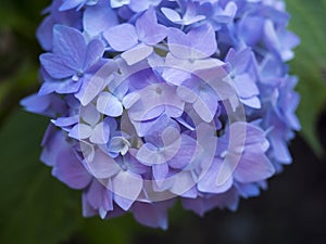 Close up macro of perfect pink blue Hydrangea flower, Hydrangea macrophylla blooming in a garden. Beautiful blossom