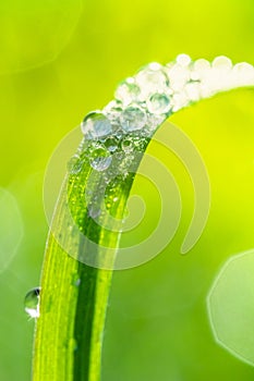 Close-up macro photo of dew droplets on fresh green grass. Spring, freshness concept