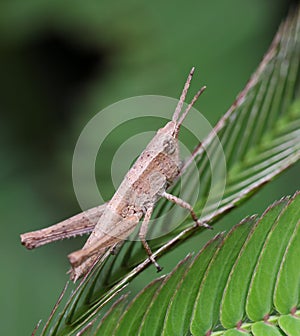 close up macro photo of a grasshopper