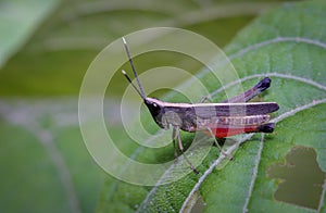 close up macro photo of a grasshopper