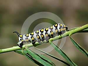 Mediterranean hawk-moth caterpillar , Hyles nicaea larvae photo