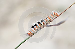 Orgyia dubia tussock moth caterpillar crawling on grass photo