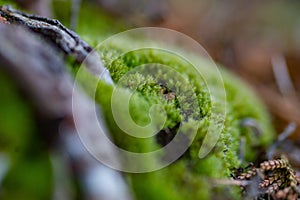 Close up macro photo of moss and lichen plastering bonsai tree