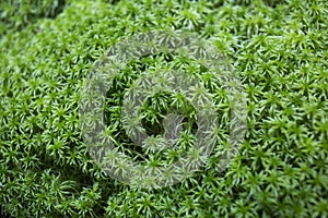 Close up macro photo of natural green and brown moss, anophyte in a forest growing