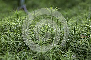 Close up macro photo of natural green and brown moss, anophyte in a forest growing