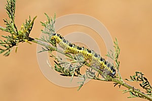 Caterpillar of Pieris brassicae butterfly feeding on Artemisia plant photo