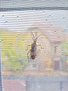 close up macro photo of a North American wheel bug, Arilus cristatus