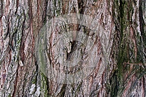 Close-up macro Photo Of old Wood Bark texture