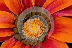 Close up macro photo of a orange Gazania daisy flower