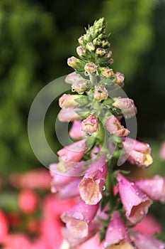 Close up Macro Photo of Pink Arctic Fox Foxglove Flower with Dew Drops
