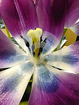 Close-up macro photo of purple tulip pistil and stamen