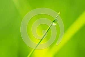 Close-up macro photo of a raindrop on fresh green grass