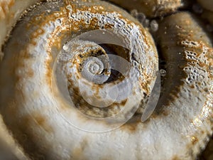 Close up macro photo shell of a large Planorbarius corneus or great ramshorn