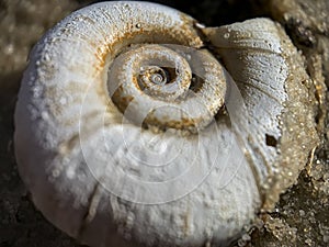 Close up macro photo shell of a large Planorbarius corneus or great ramshorn