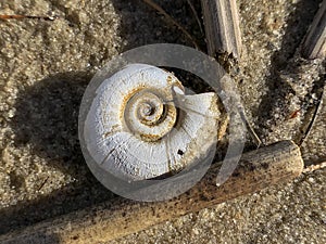 Close up macro photo shell of a large Planorbarius corneus or great ramshorn