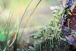 Close-up macro photo of small mushrooms and lich on a mossy stump in the forest