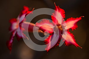 A close up macro photograph of a beautiful pink Impala lily