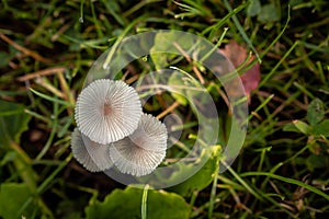 A close up macro photograph looking straight down on a group or cluster of mushrooms growing in the middle of a patch of green