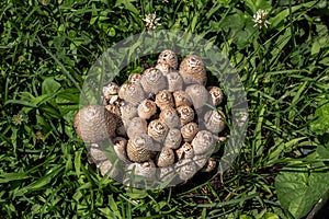 A close up macro photograph looking straight down on a group or cluster of mushrooms growing in the middle of a patch of green