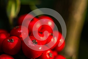 Close up Macro photograph of ripe red Holly Berries. Winter food for birds looking for nourishment in hard times. Natural Beauty