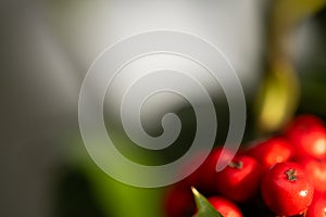 Close up Macro photograph of ripe red Holly Berries. Winter food for birds looking for nourishment in hard times. Natural Beauty