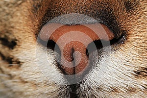 A close-up macro photograph of a Siya Cat s nose taken