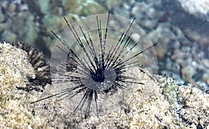 Close-up macro photograph taken underwater of Diadema sp. generally known as Sea Urchin, with its long spines.