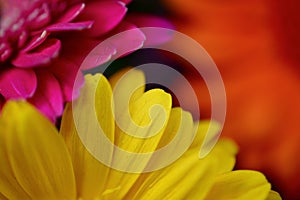 Close up macro photograph of three colourful gerbera daisies.  a mix of pink, yellow and burnt orange flower heads making a summer