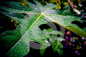 Close Up Macro Photography of Clean Water Drops On Textured Leaves at Garden. Fresh green trees and plants after rain in nature