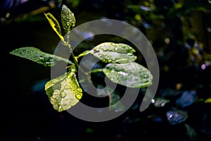 Close Up Macro Photography of Clean Water Drops On Textured Leaves at Garden. Fresh green trees and plants after rain in nature