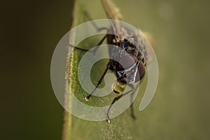 Close up macro photography of a fly, musca domestica, muscidae drinking from a water drop.