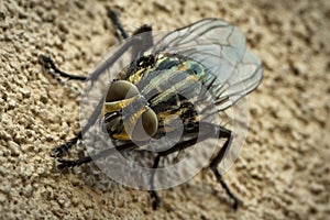 Close up macro photography of a fly, musca domestica, muscidae in a wall