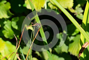 Kempense heidelibel, spotted darter, sympetrum depressiusculum