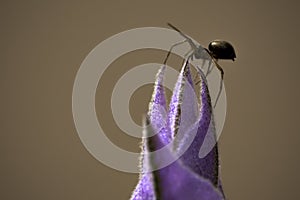 Close up macro photography of a little spider, araneae, over a lavender flower, lavanda, violet, lavandula