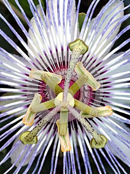 Close-up Macro Photography of Passiflora Incarnata Center