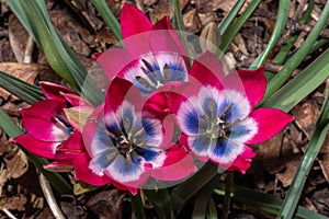 Tulip Flower Tulipa humilis `Little Beauty`