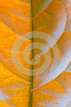 Close-up macro picara tropical leaf background fresh orange leaves plant foliage abstract pattern.idea for autumn wallpaper,