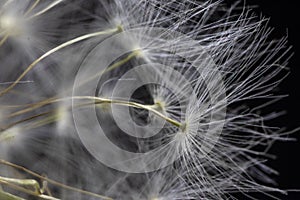 Close Up Macro Picture of Dandelion Seeds