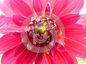 Close Up Macro of Pink Dahlia Flower