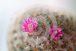 Close up or macro Pink flower cactus