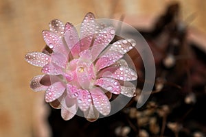 Close up or macro Pink flower cactus