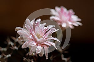 Close up or macro Pink flower cactus
