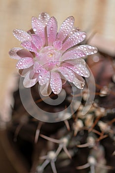 Close up or macro Pink flower cactus