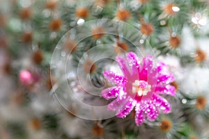 Close up or macro Pink flower cactus